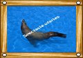 Spectacle otaries